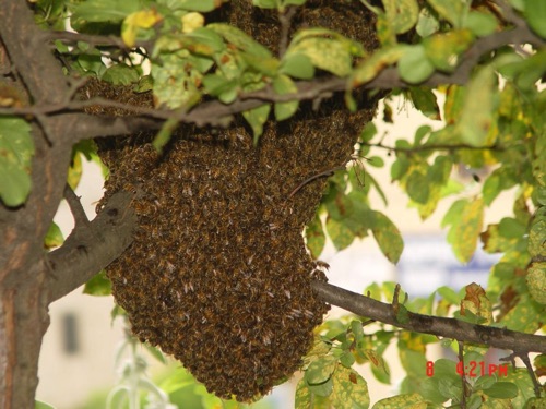 2008-06-08 Honey bee swarm.  DSC04005.jpg